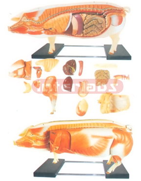 ANATOMICAL MODEL OF THE PIG WITH VERTICAL STAND AND BASE